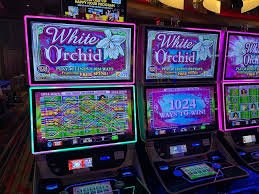 o8o8 Wild Wild Riches